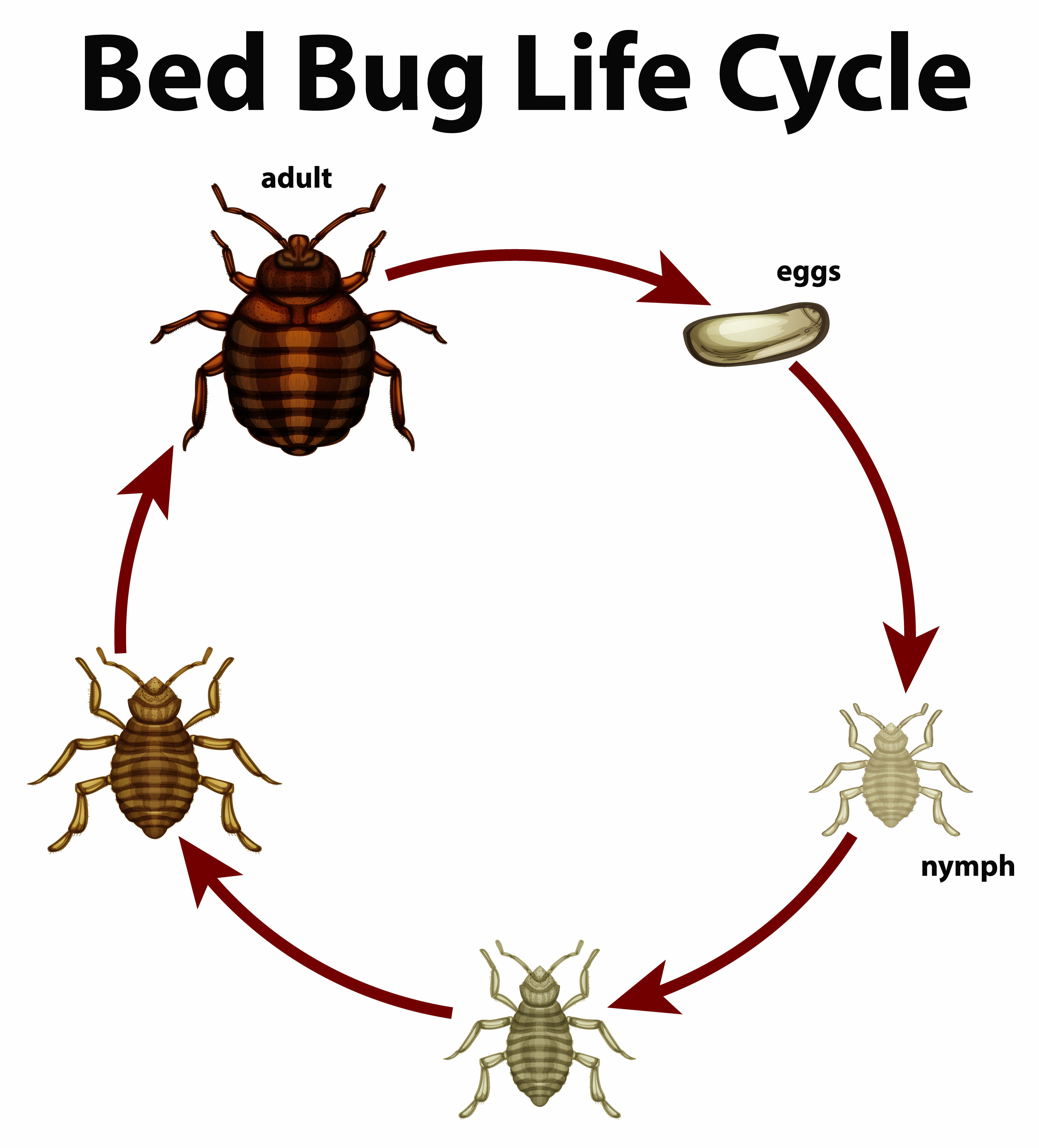 Life Cycle of Baby Bed Bugs - Stages of growth and development"