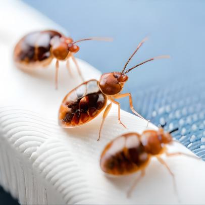 Close-up view of baby bed bugs crawling on a surface